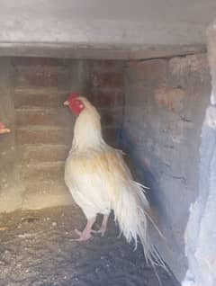 Aseel Heera Breeder Male For Sale