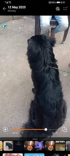 german