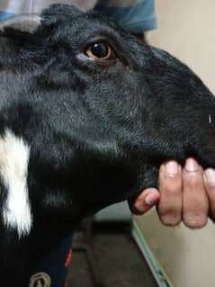 qurbani ka lia bakry