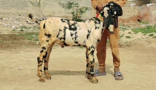 Desi bakra Urgent For Sale Call me