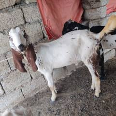 Goat male and female