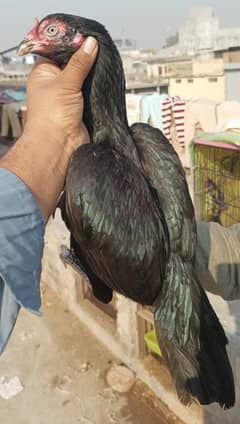 Aseel Mushki madi
