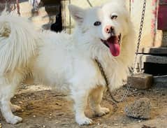 russian dogs for sale