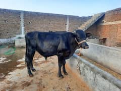 qurbani