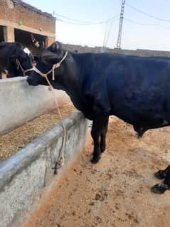 qurbani