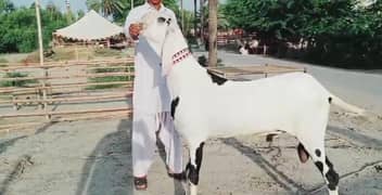 Qurbani lagne wala Desi Bakra For Sale CALL _03425820107