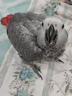 MashaAllah, African grey and sulfer cockatoo chicks