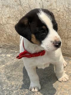 Cute Black & White Puppy for Sale - 6-12 Weeks Old!
                                title=