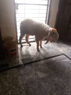 1 Saal ka sheep hai urgent sale kr rahi hon