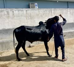 Bull for sale