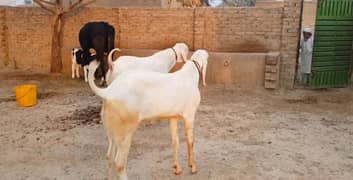 Qurbani ke Liye 2 Bakra argent for sale call _03425820107