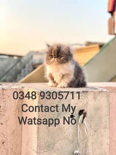 Persian Cat Female Triple Coated Piki Face