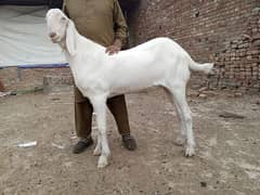 dase beetal Bakra