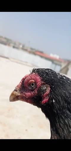 aseel mianwali murgi argent sale