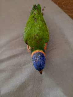 Lori