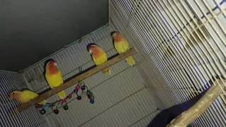 lutino red eyes breeder pair with 2 self chicks