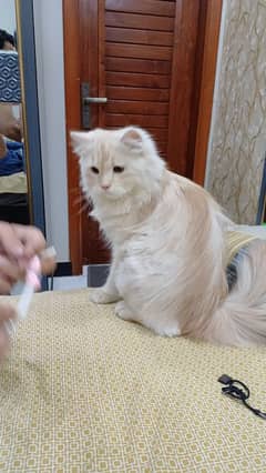 triple coated pure Persian Doll face available for sell