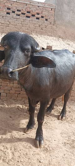 katta for qurbani 2dante
