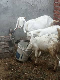 one goat and two kids