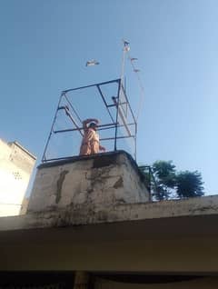 bird penjra