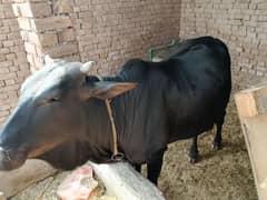 ویڑھی