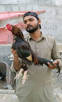 Amroha asell