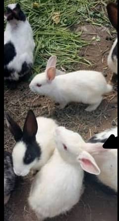 Adults and baby rabbits