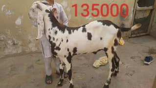 Qurbani