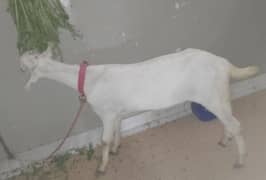 2 dant bakra khaasi for sell
