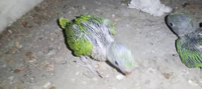bolne wala  parrot chick  for sell for hand tame