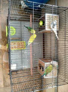 Australian Parrots