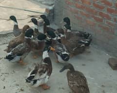Male Duck
