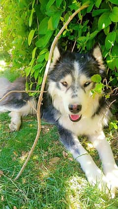 husky