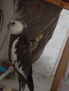 2 male 1 female