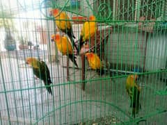 Sunconur Pairs 3246142516 for sale