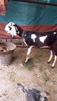 beautiful goat