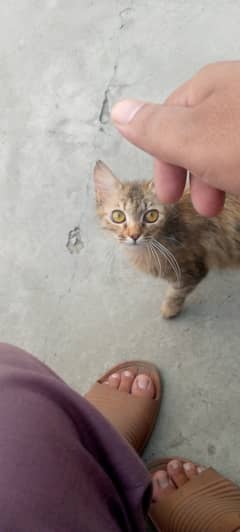 Persian loving caring beloved Cat