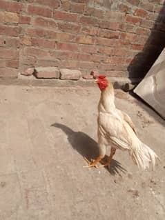 aseel