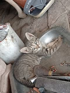 Grey Baby Cat for sale Urgent