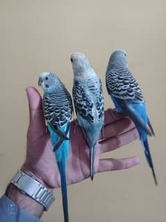 hand