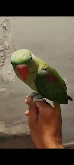kashmiri 4 month ptha available