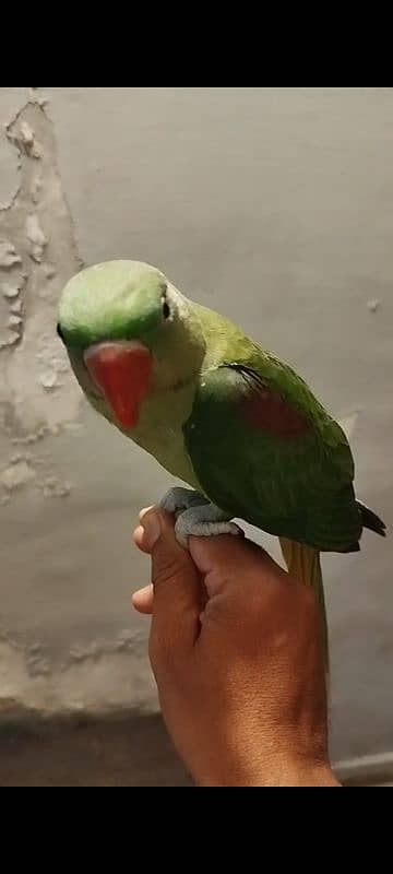 kashmiri 4 month ptha available 0