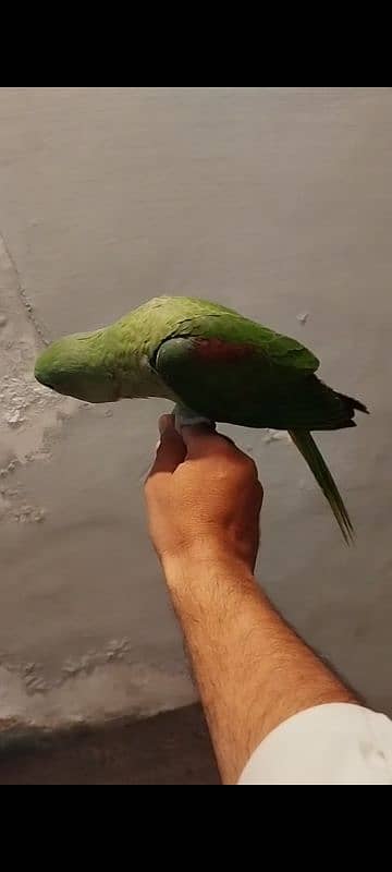 kashmiri 4 month ptha available 1