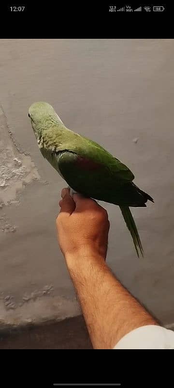 kashmiri 4 month ptha available 2