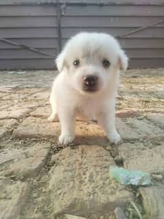 ruusian dogs female and age 18\20 days