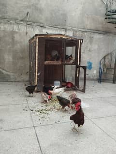 desi hens and pinjra