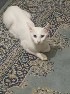 Persian cat pair for adoption