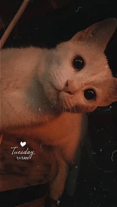 beautiful white cat with blue eyes, litter trained, vaccinated,