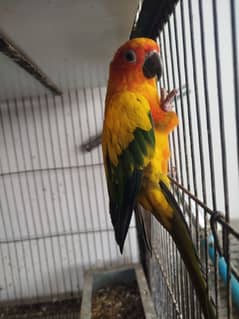 Male adult sun conure