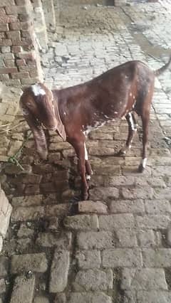 desi bakra